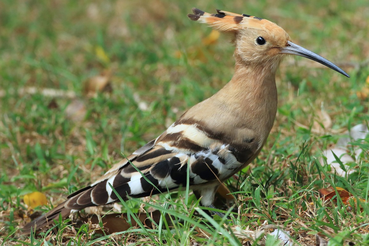 Eurasian Hoopoe - Chun Fai LO