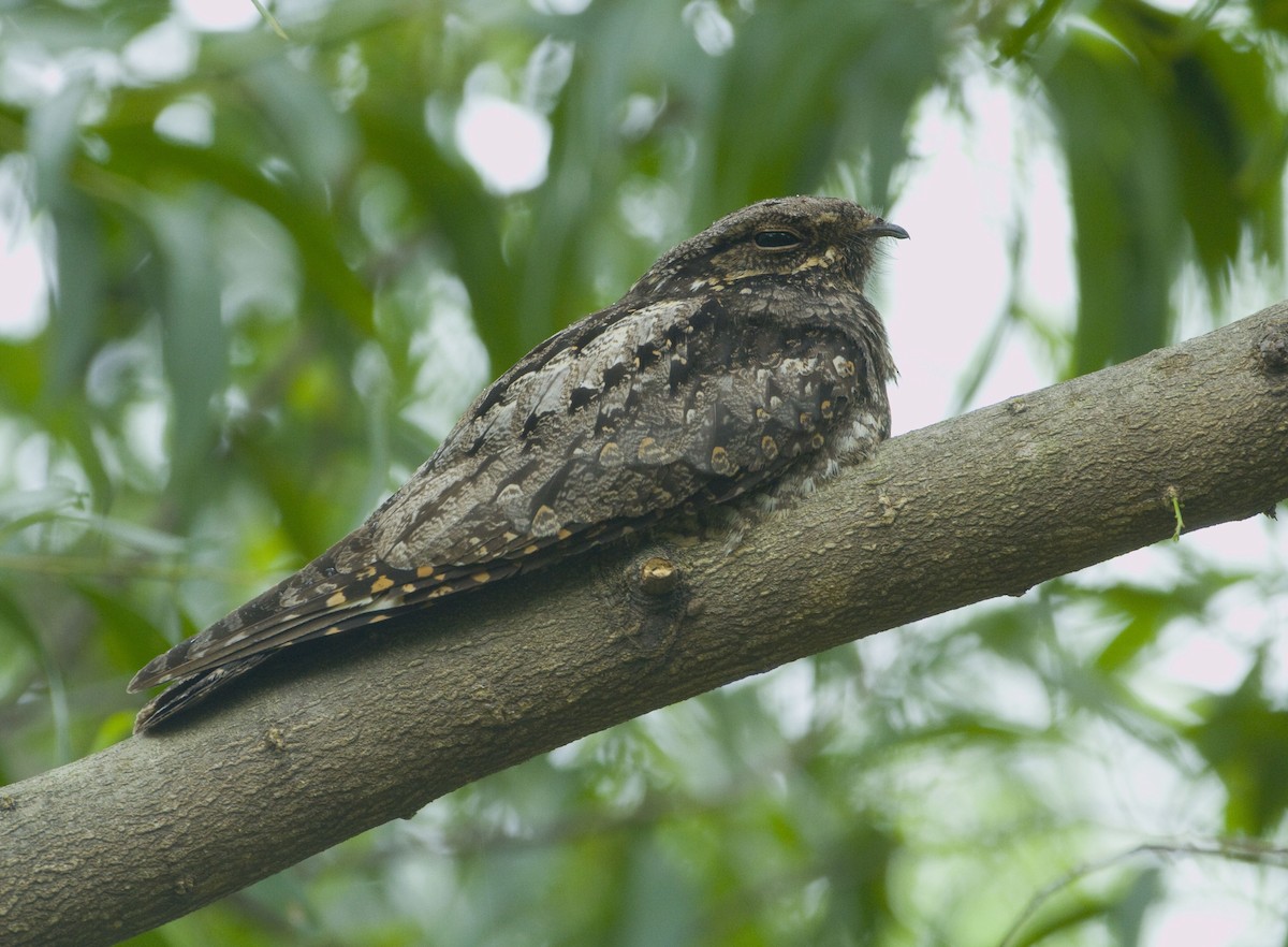 Gray Nightjar - ML205674351