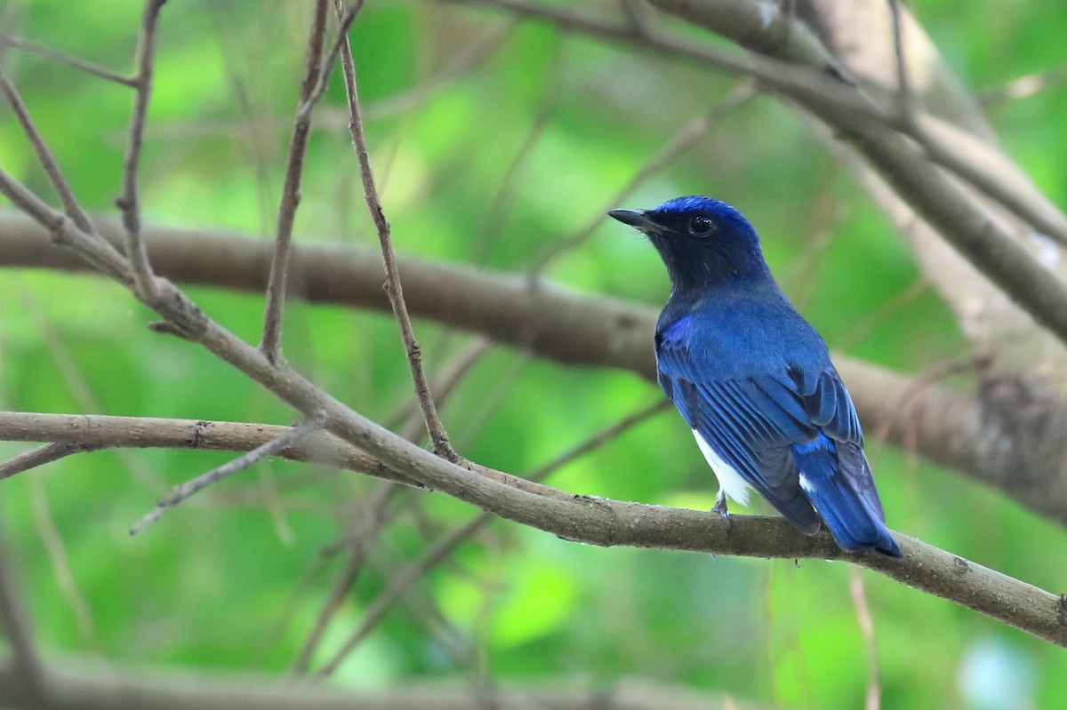 Blue-and-white Flycatcher - Chun Fai LO