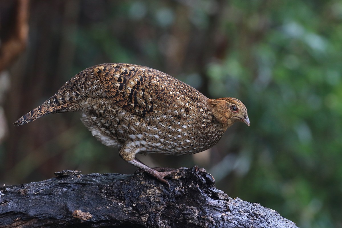 Cabot's Tragopan - Chun Fai LO