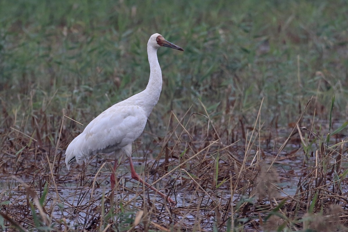 Siberian Crane - ML205674741