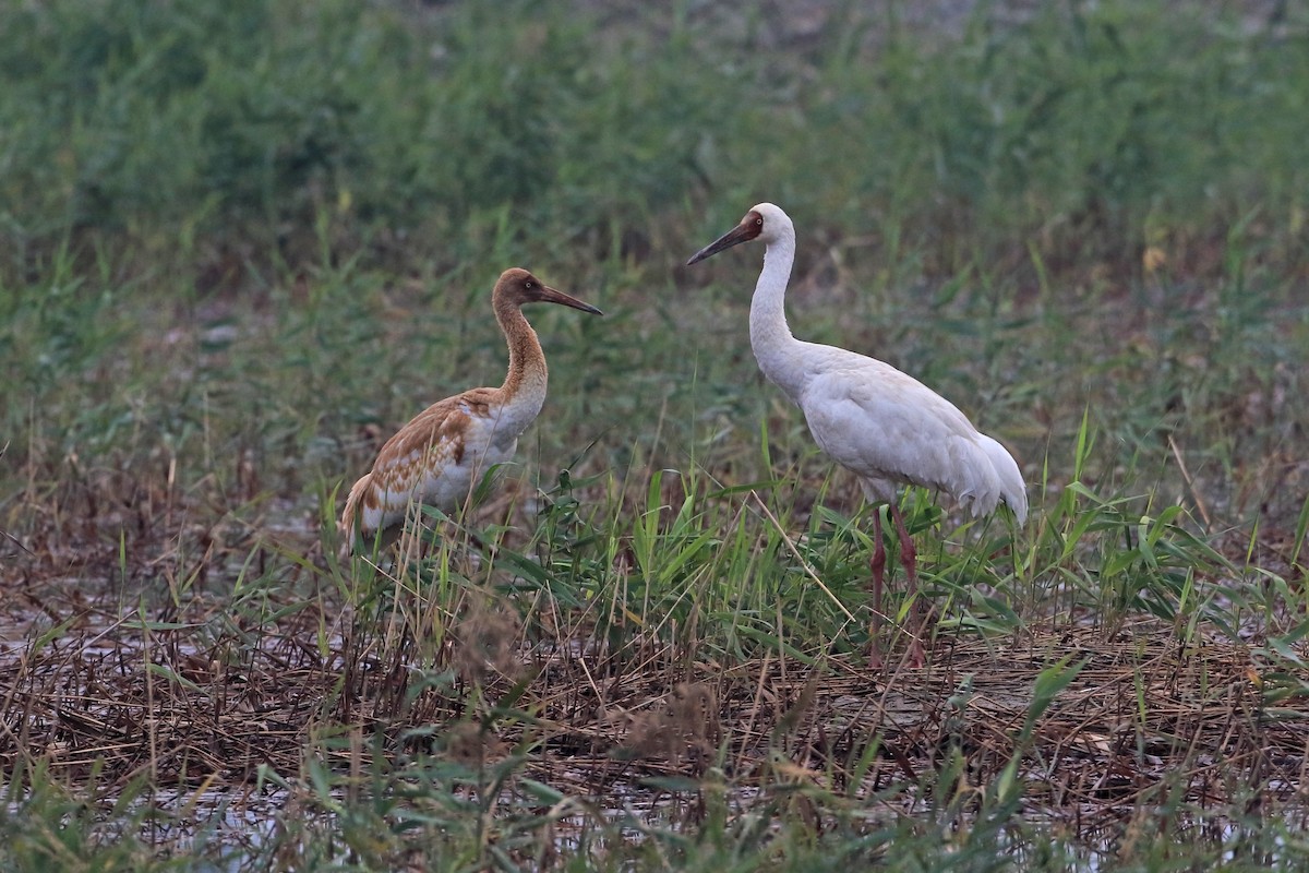 Siberian Crane - ML205674751