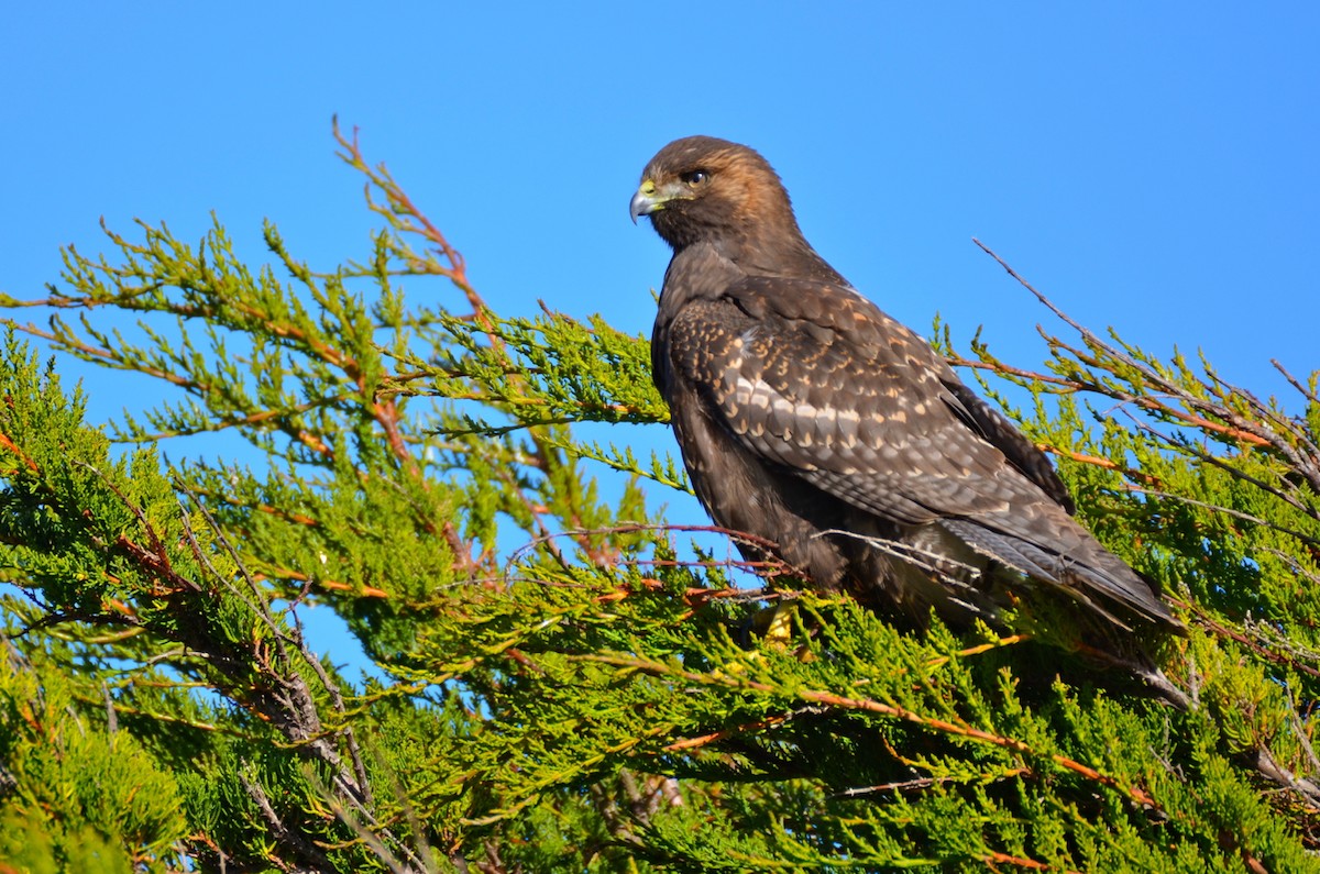 Variable Hawk (Variable) - ML205675841