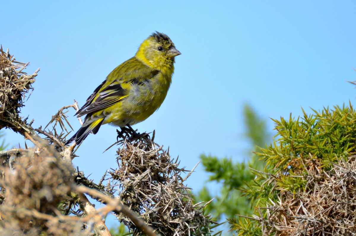 Black-chinned Siskin - ML205675861