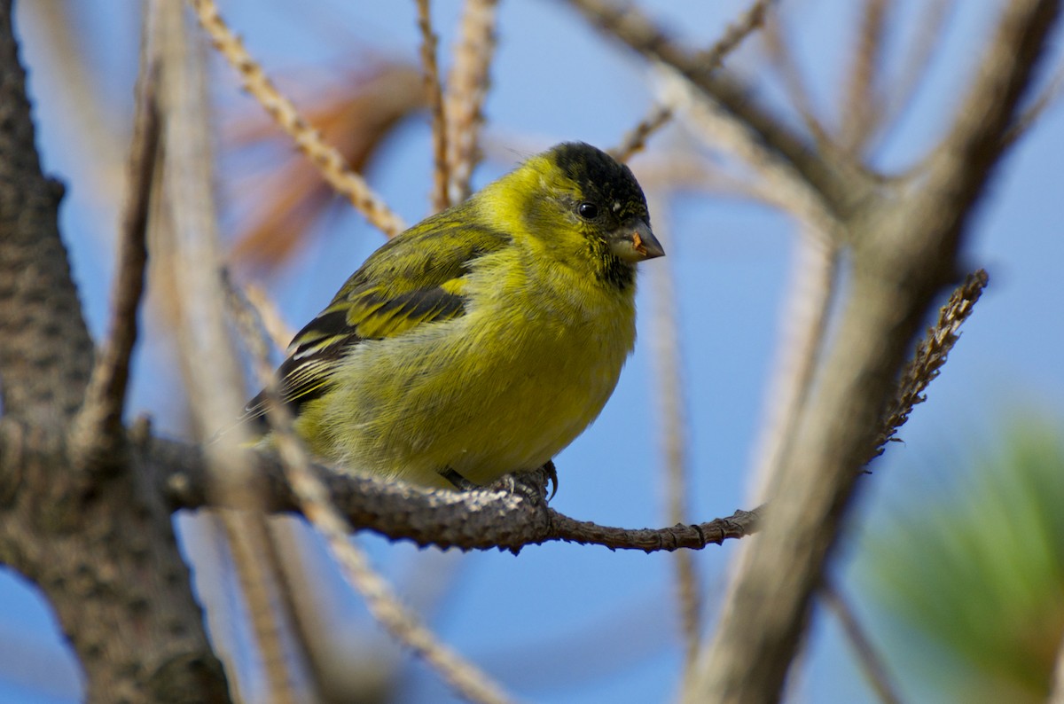 Black-chinned Siskin - ML205675871