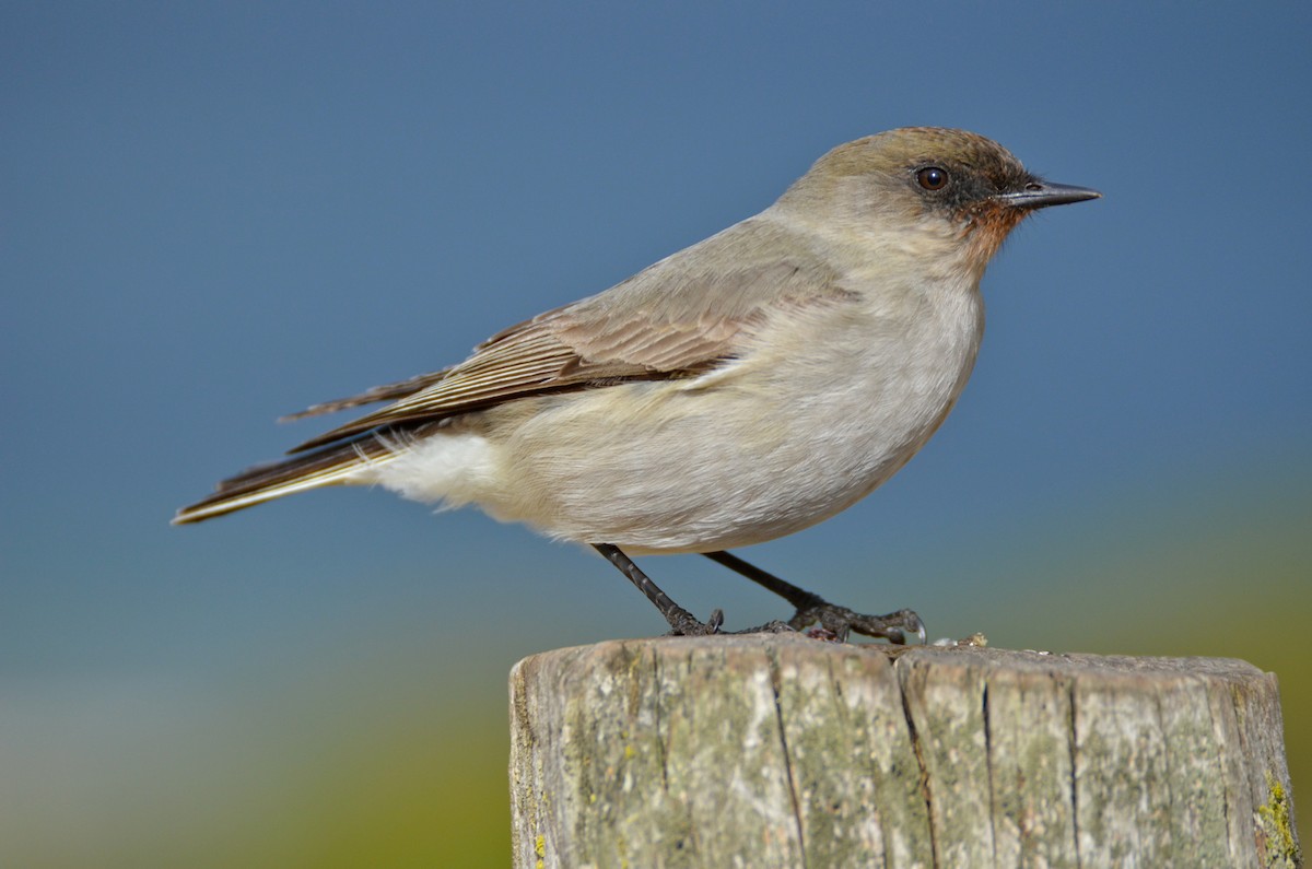 Dark-faced Ground-Tyrant (maclovianus) - ML205675991