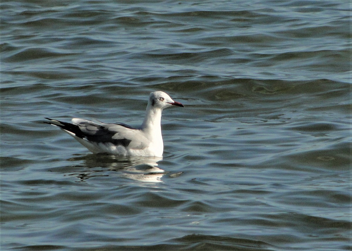 Gray-hooded Gull - ML205676661