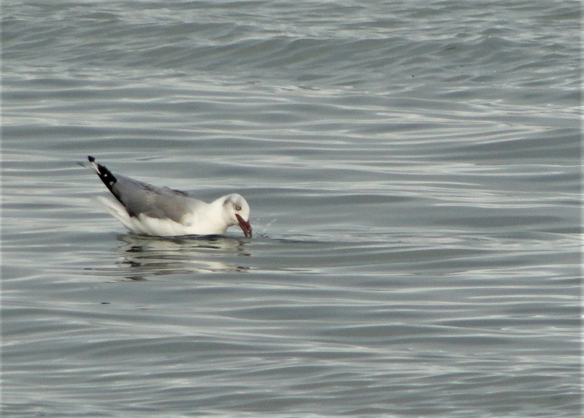 Mouette à tête grise - ML205676671