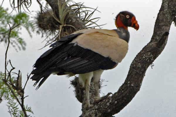 King Vulture - Tini & Jacob Wijpkema