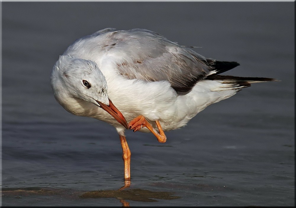 Slender-billed Gull - ML205677851