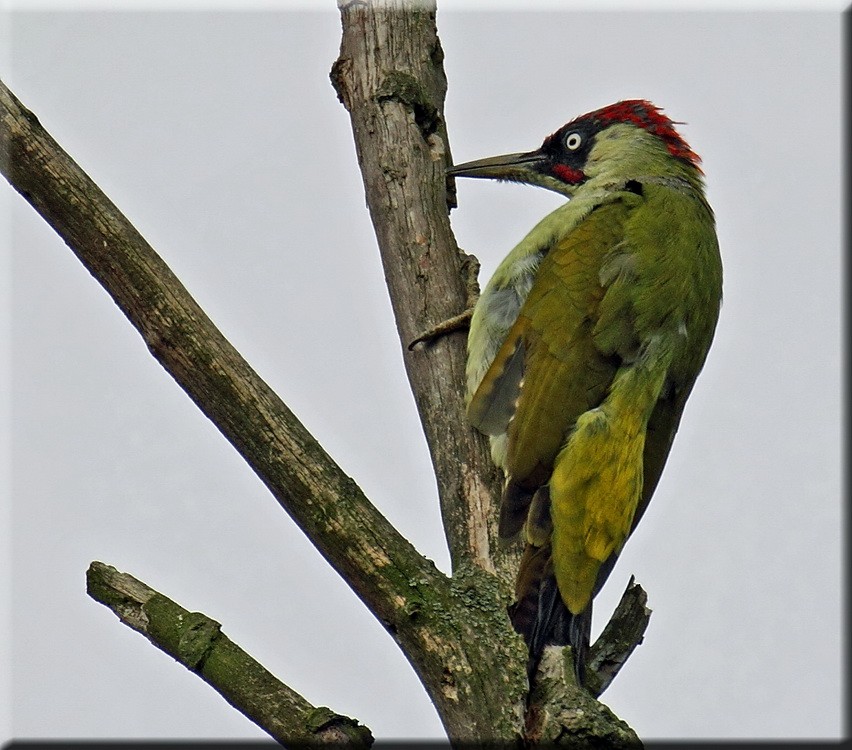 Eurasian Green Woodpecker - ML205677901