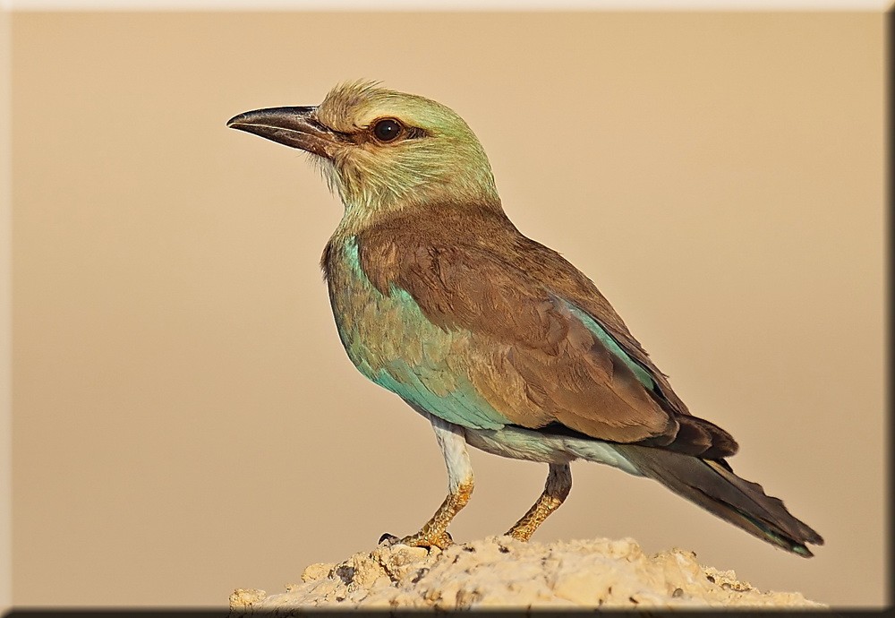 European Roller - ML205678151