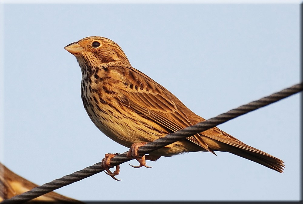 Corn Bunting - John Thompson