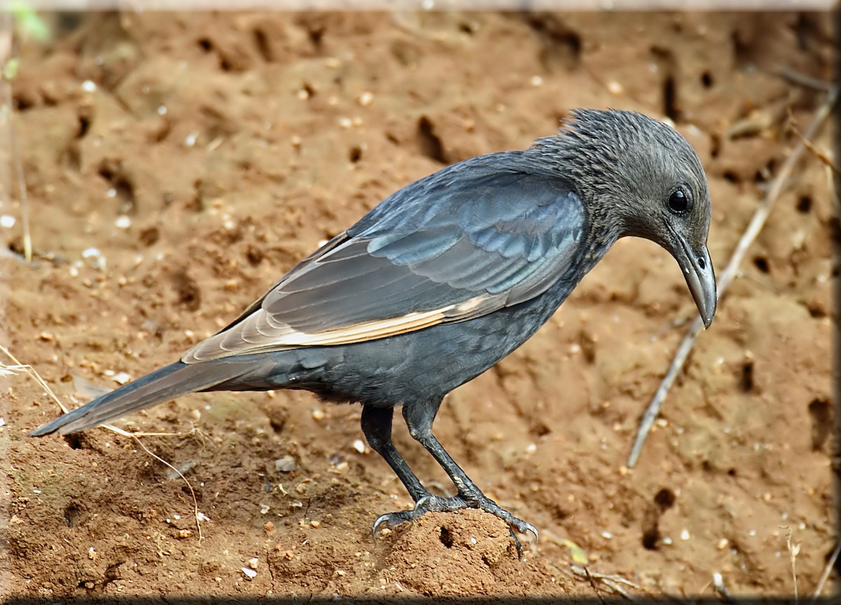 Tristram's Starling - ML205678281