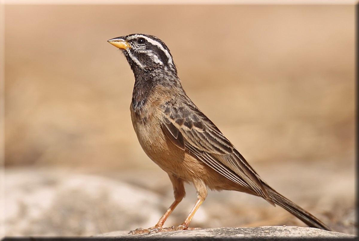 Cinnamon-breasted Bunting - ML205678401