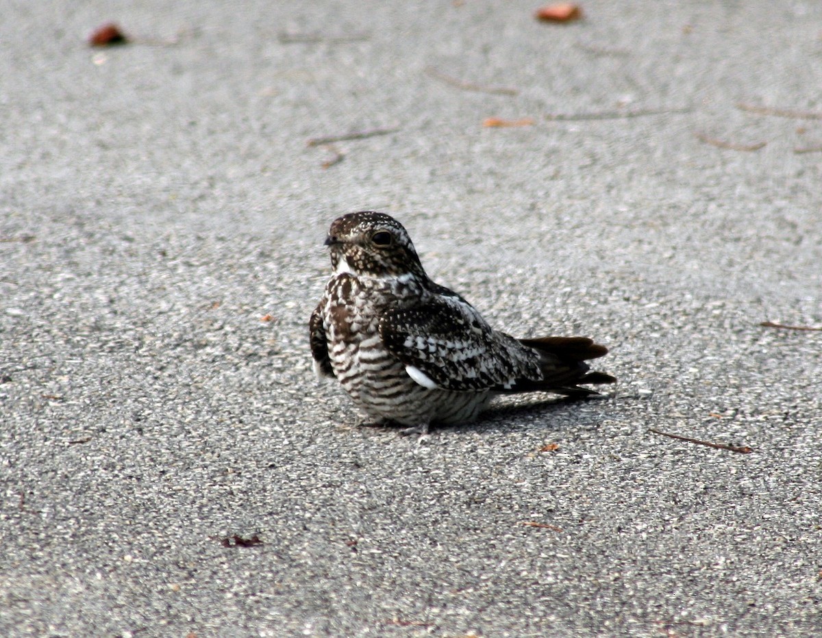 Common Nighthawk - ML205678731