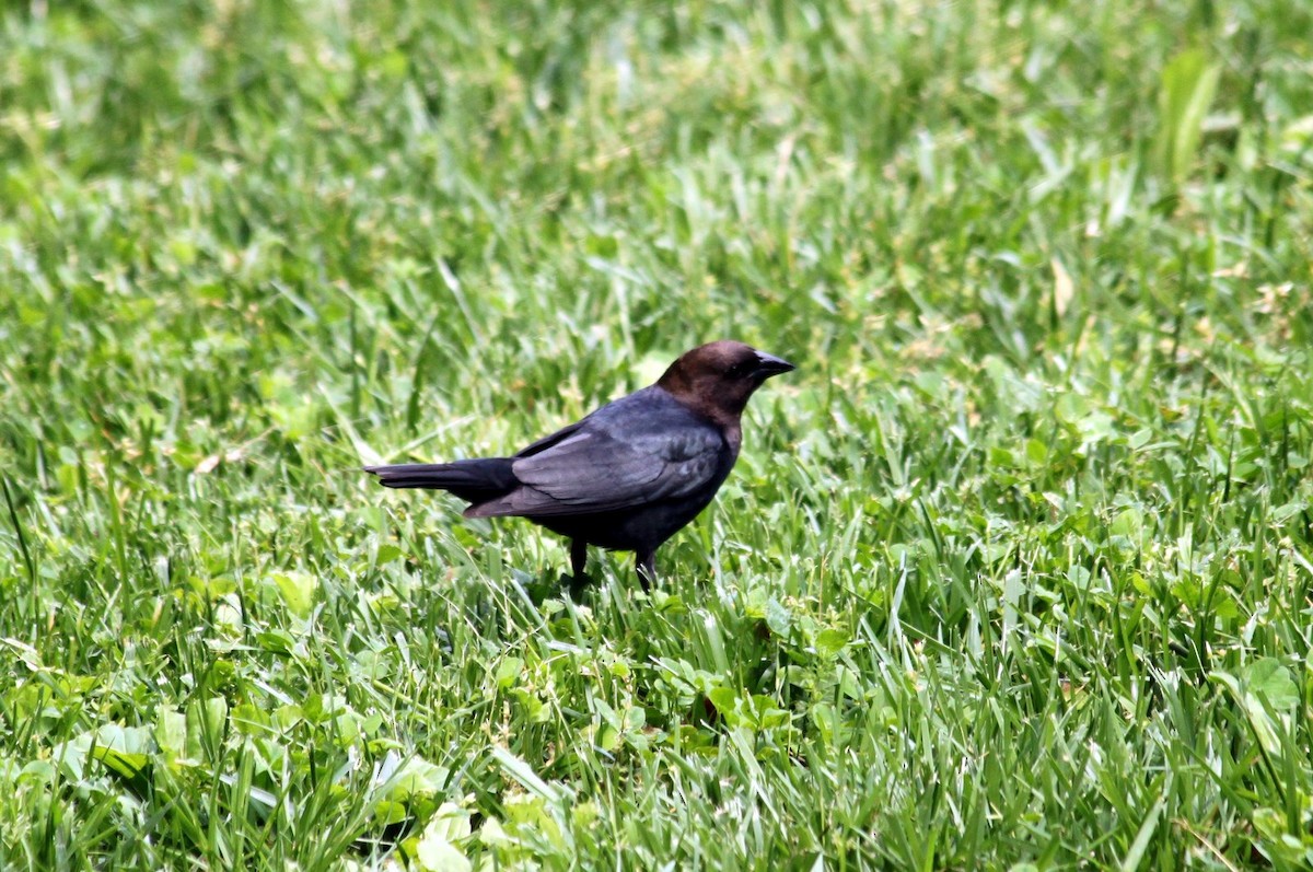 Brown-headed Cowbird - ML205678981