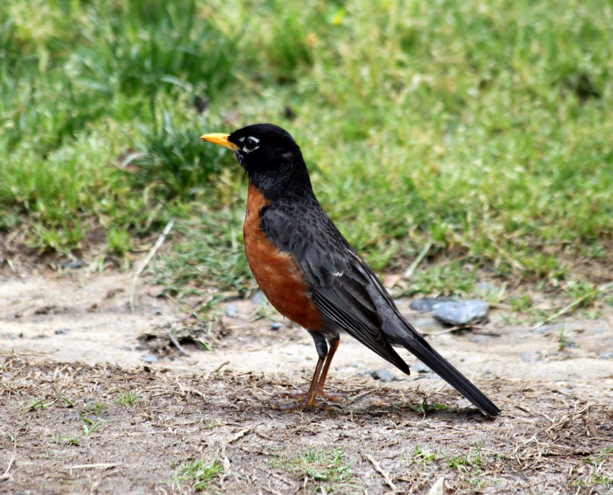 American Robin - Patrick Ellsworth