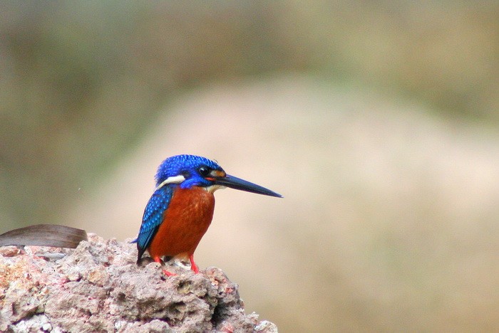 Blue-eared Kingfisher - ML205679111