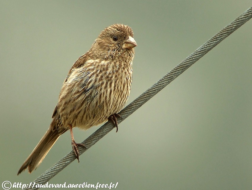 Red-mantled Rosefinch - AUDEVARD Aurélien