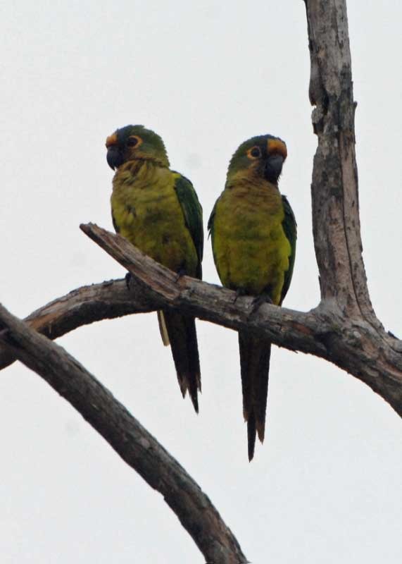 Peach-fronted Parakeet - ML205679661