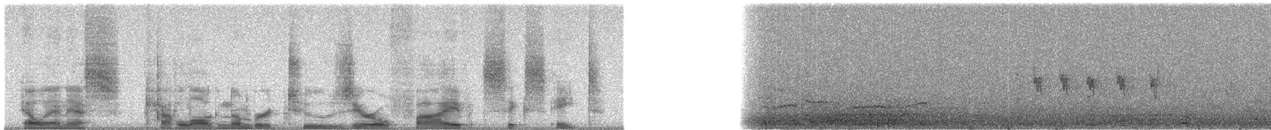 Canary Islands Chiffchaff - ML20568