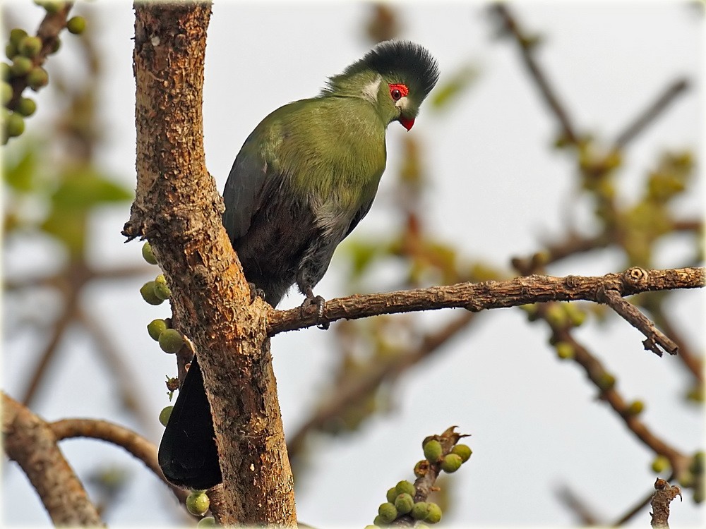 White-cheeked Turaco - ML205680391