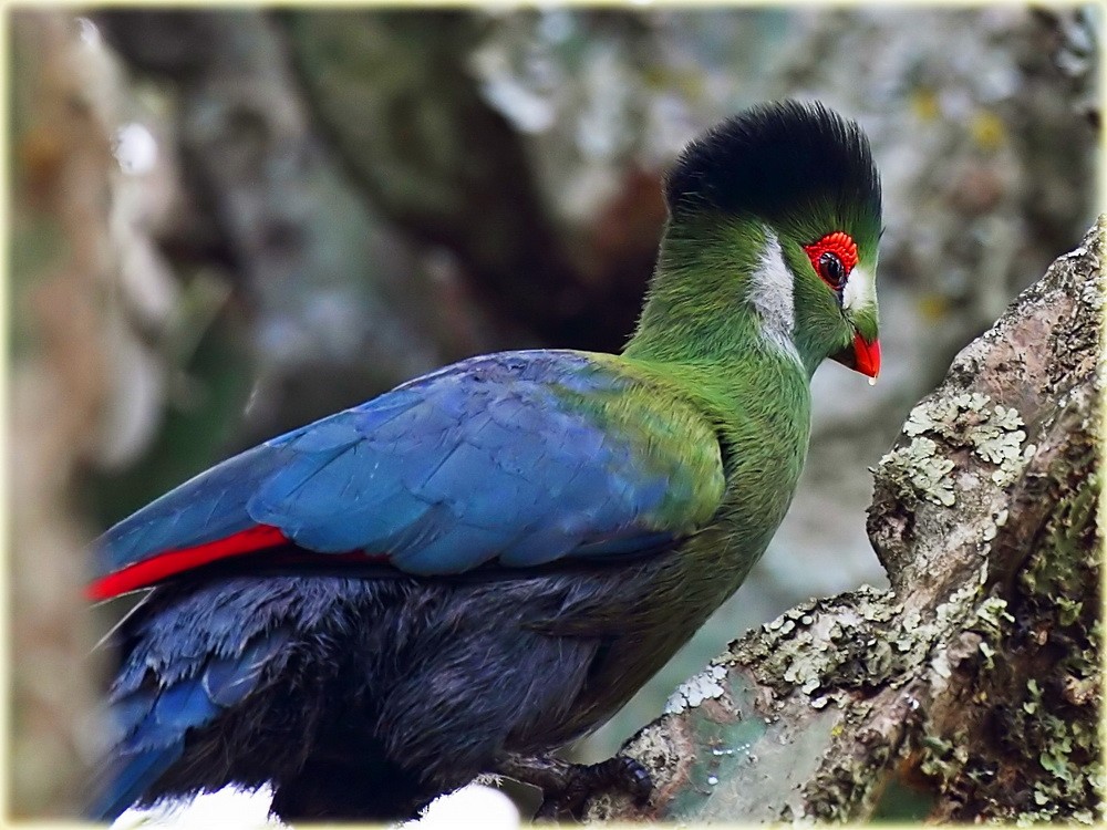 Photos - White-cheeked Turaco - Menelikornis leucotis - Birds of the World