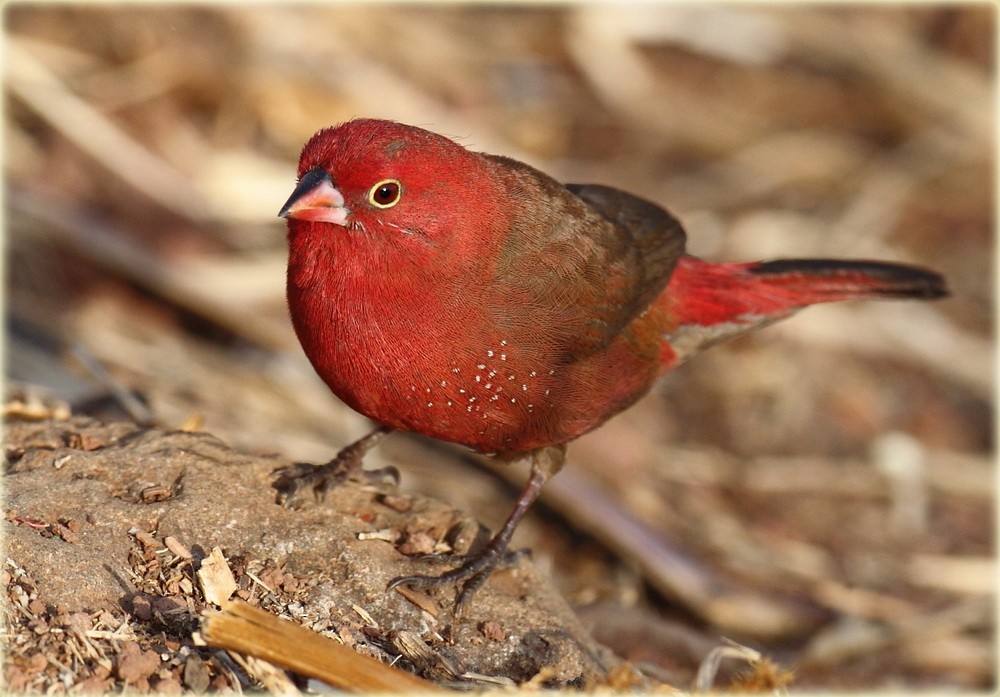Red-billed Firefinch - John Thompson
