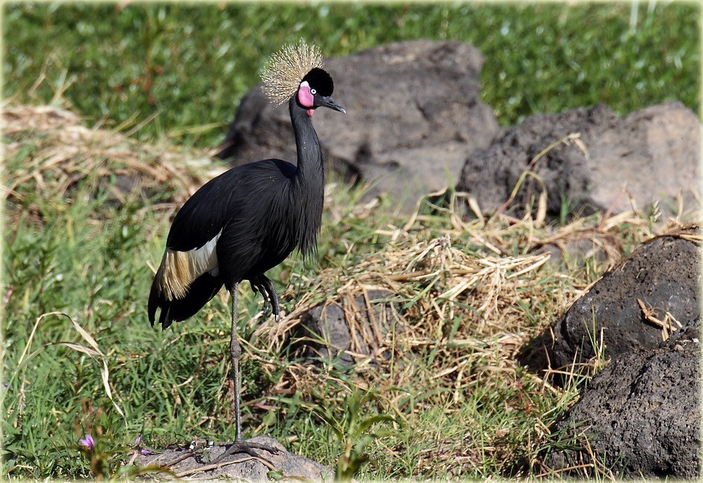 Black Crowned-Crane - ML205680531