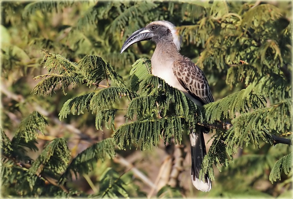 African Gray Hornbill - ML205680611