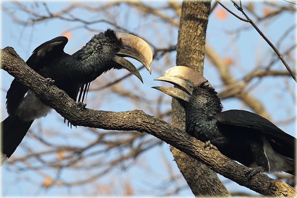 Silvery-cheeked Hornbill - ML205680641