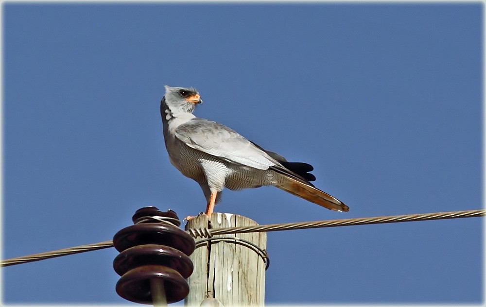Eastern Chanting-Goshawk - ML205680651