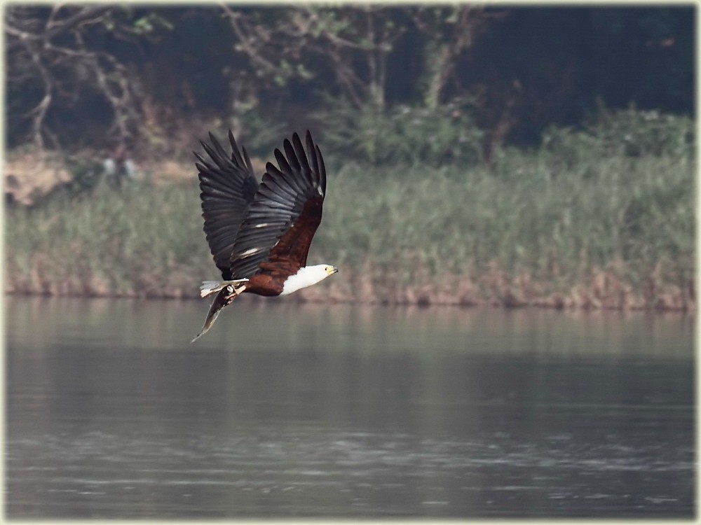 African Fish-Eagle - John Thompson