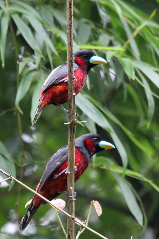 Black-and-red Broadbill (Black-and-red) - Igor Palko