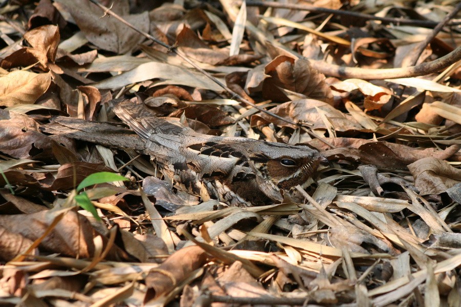 Large-tailed Nightjar - ML205680891