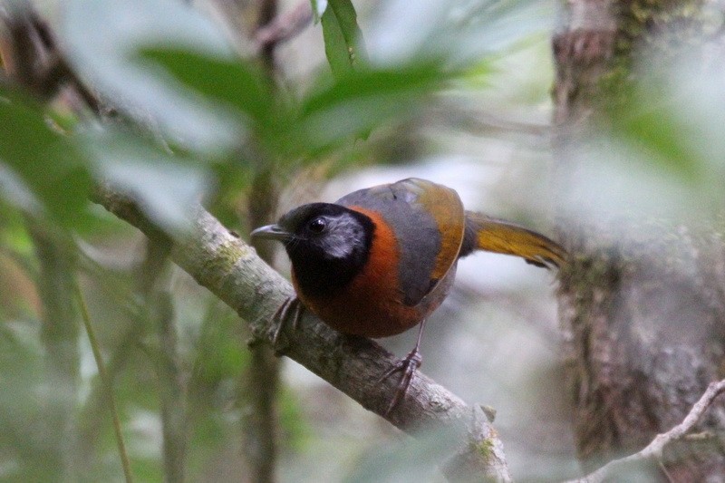 Collared Laughingthrush - ML205680961