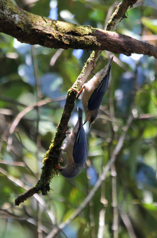 Velvet-fronted Nuthatch - Igor Palko