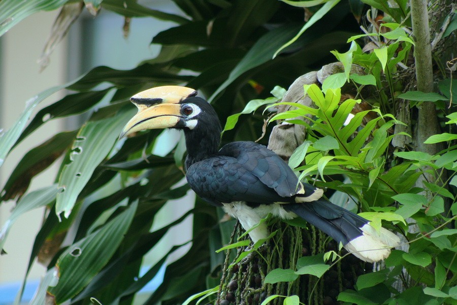 Oriental Pied-Hornbill - ML205681061