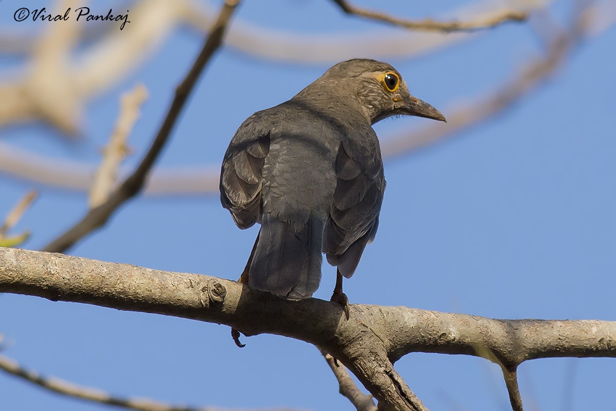 Indian Blackbird - ML205681231