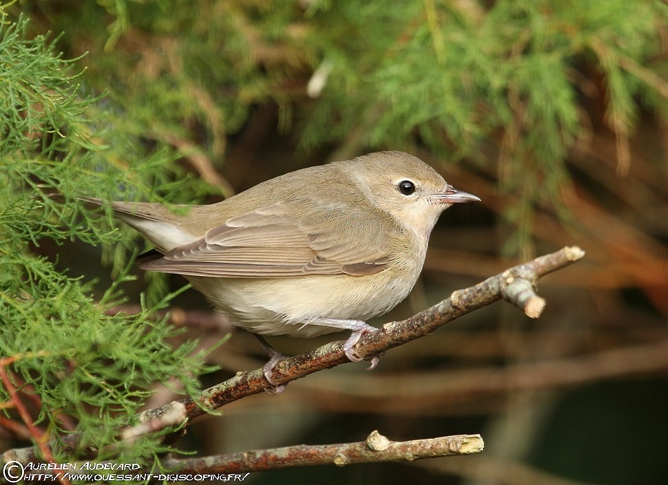 Garden Warbler - ML205681541