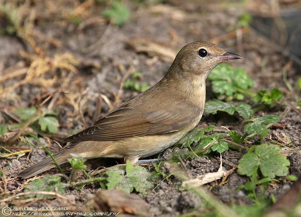 Garden Warbler - ML205681601