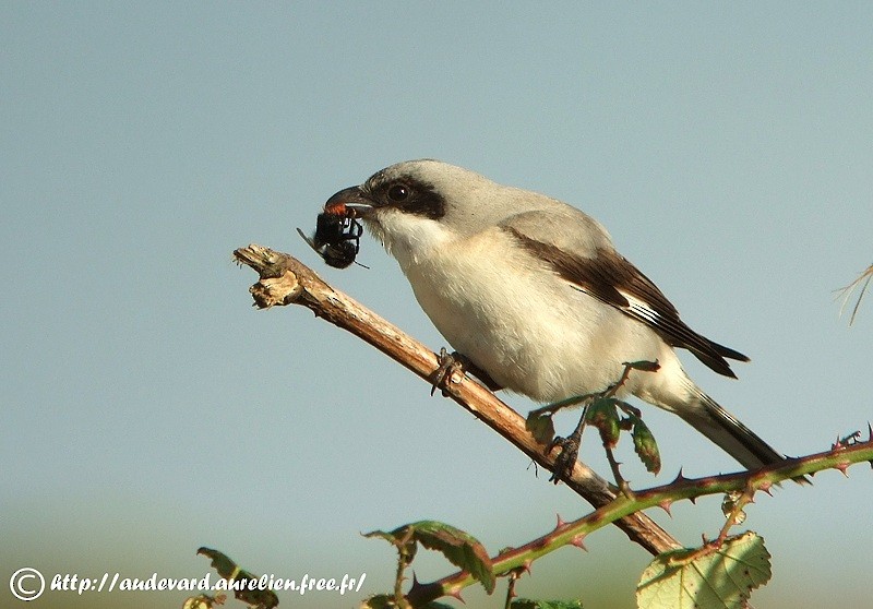 Lesser Gray Shrike - ML205681661