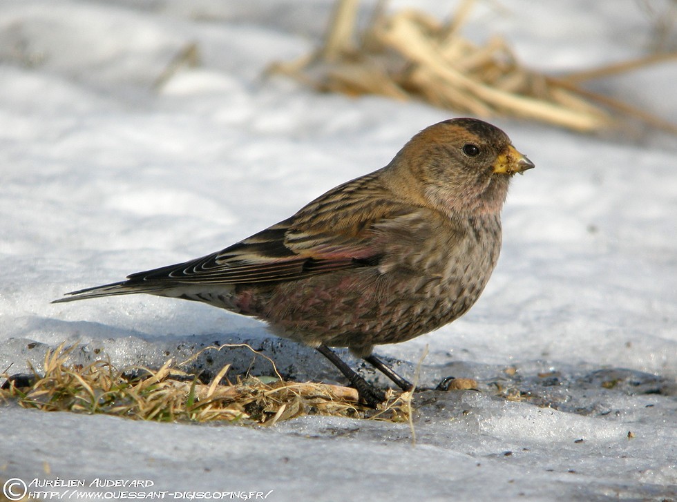 Asian Rosy-Finch - ML205681721