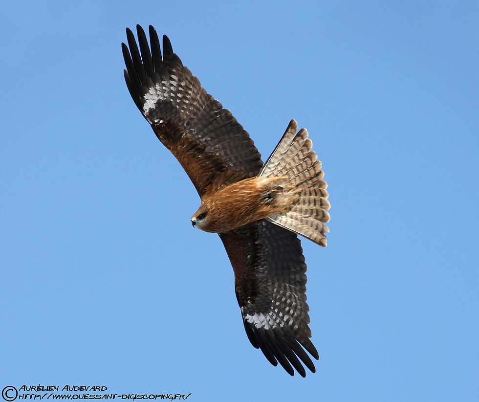 Black Kite (Black-eared) - ML205681751