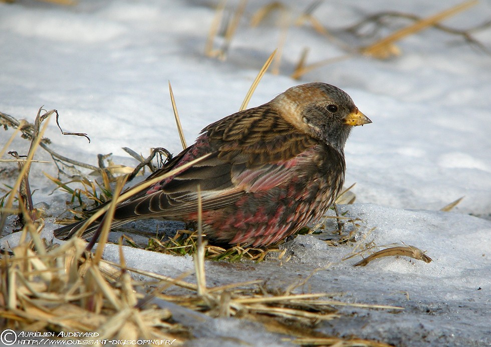 Asian Rosy-Finch - ML205681821