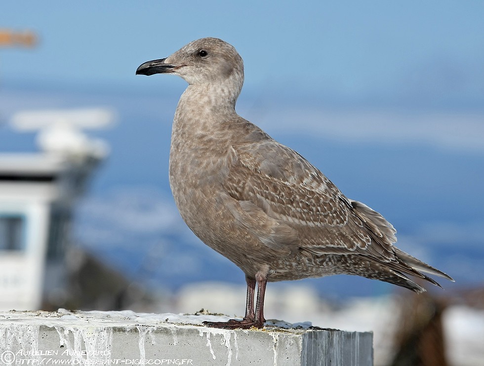 Glaucous-winged Gull - AUDEVARD Aurélien