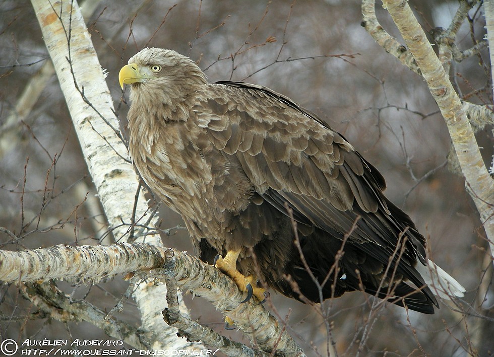 White-tailed Eagle - ML205681901