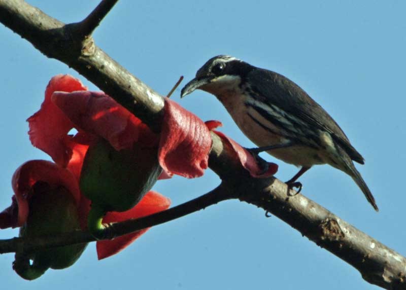 Stripe-sided Rhabdornis - ML205682111