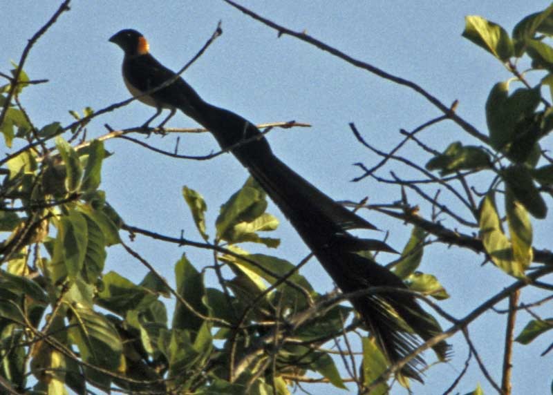 Exclamatory Paradise-Whydah - ML205682181